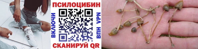 маркетплейс формула  Таганрог  Галлюциногенные грибы Cubensis 